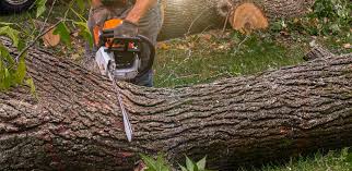Best Arborist Consultation Services  in Macarthur, WV