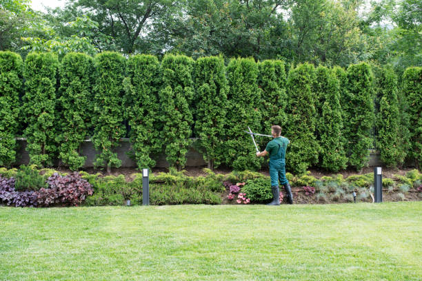 Best Lawn Disease Treatment  in Macarthur, WV