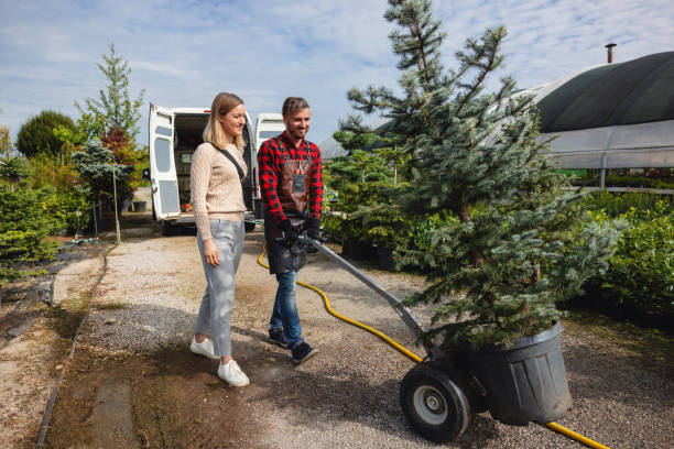 Best Tree Disease Treatment  in Macarthur, WV